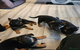 German Shepherd dogs for sale: GLENCONNER GERMAN SHEPHERDS  - Image 10