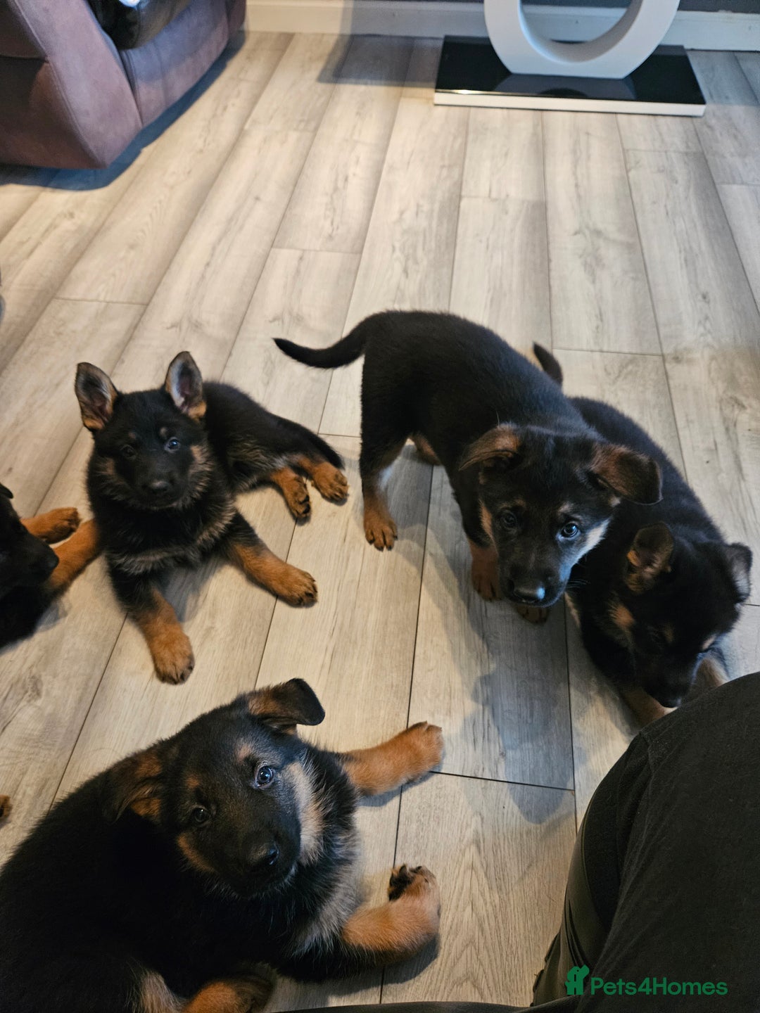 German Shepherd dogs for sale: GLENCONNER GERMAN SHEPHERDS  - Image 10