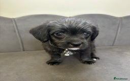 Chipoo dogs for sale: Stunning Chipoo Pups DNA Health Tested - Image 17