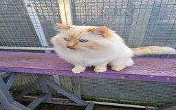 Ragdoll cats for stud: GCCF Active ragdoll stud. in Spalding - Image 9