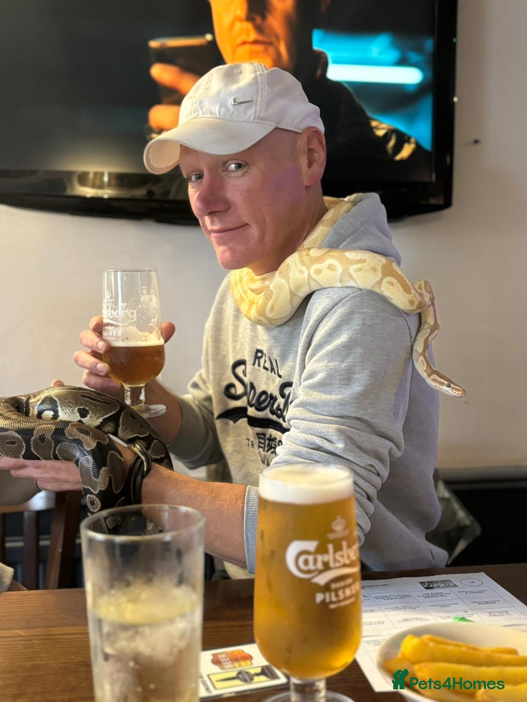 Python Snake reptiles for sale: Banana Ball Python - Advert 2