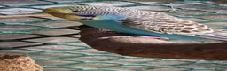 Budgerigars birds for sale: 4 blue chicks and 1 adult male  - Advert 15