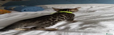 Bengal Kitten 2