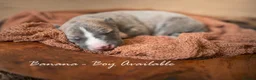 Whippet dogs for sale: KC Reg Whippet Pups-Heart Tested Clear Parents in Caernarfon - Advert 6
