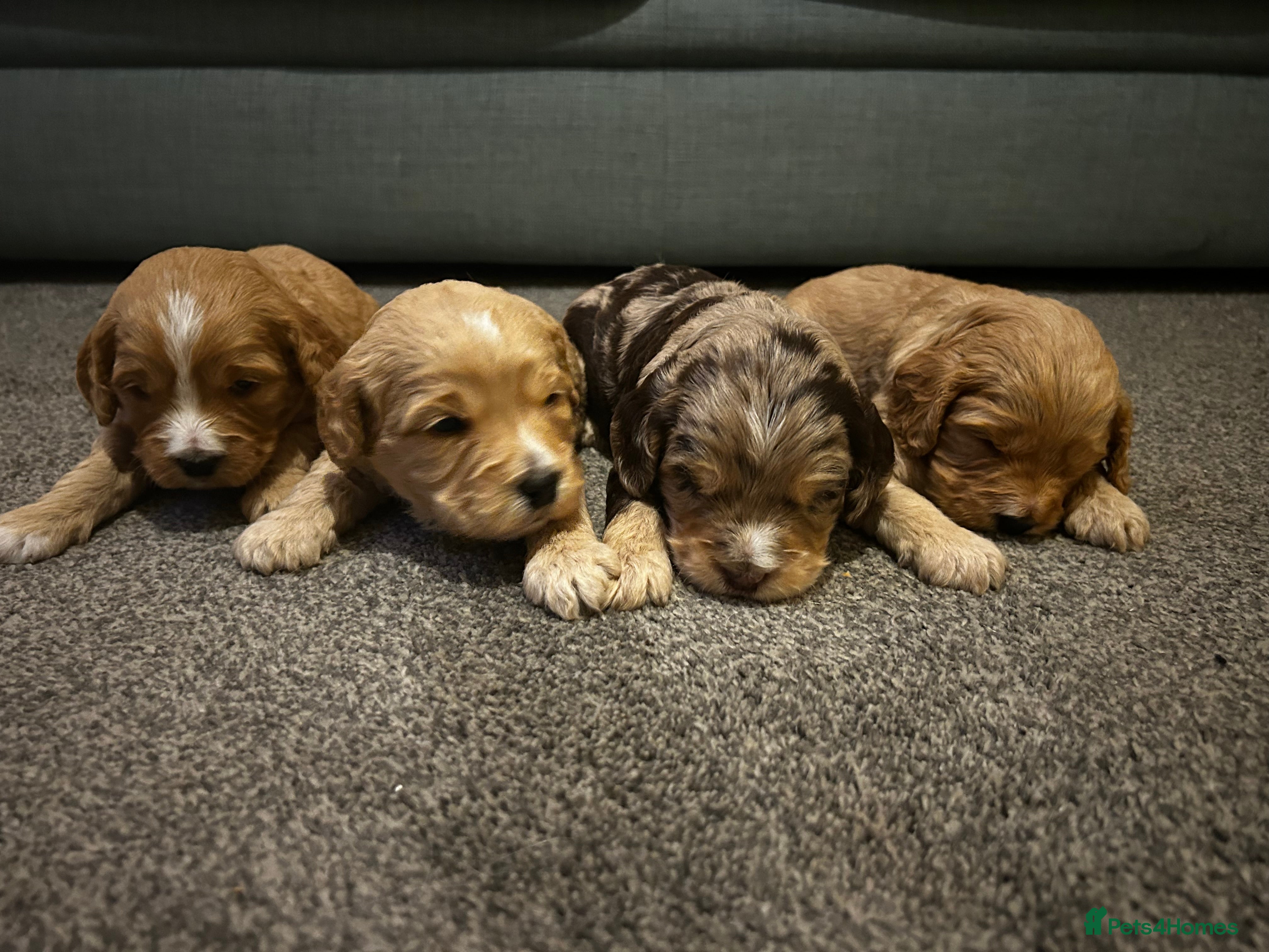 Cockapoo dogs Beautiful Cockapoo’s - Advert 5