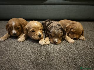 Cockapoo dogs Beautiful Cockapoo’s - Advert 5