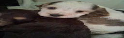 Cocker Spaniel dogs for sale: Beautiful KC Reg Show-Cocker Spaniel puppies  in Doncaster - Advert 29