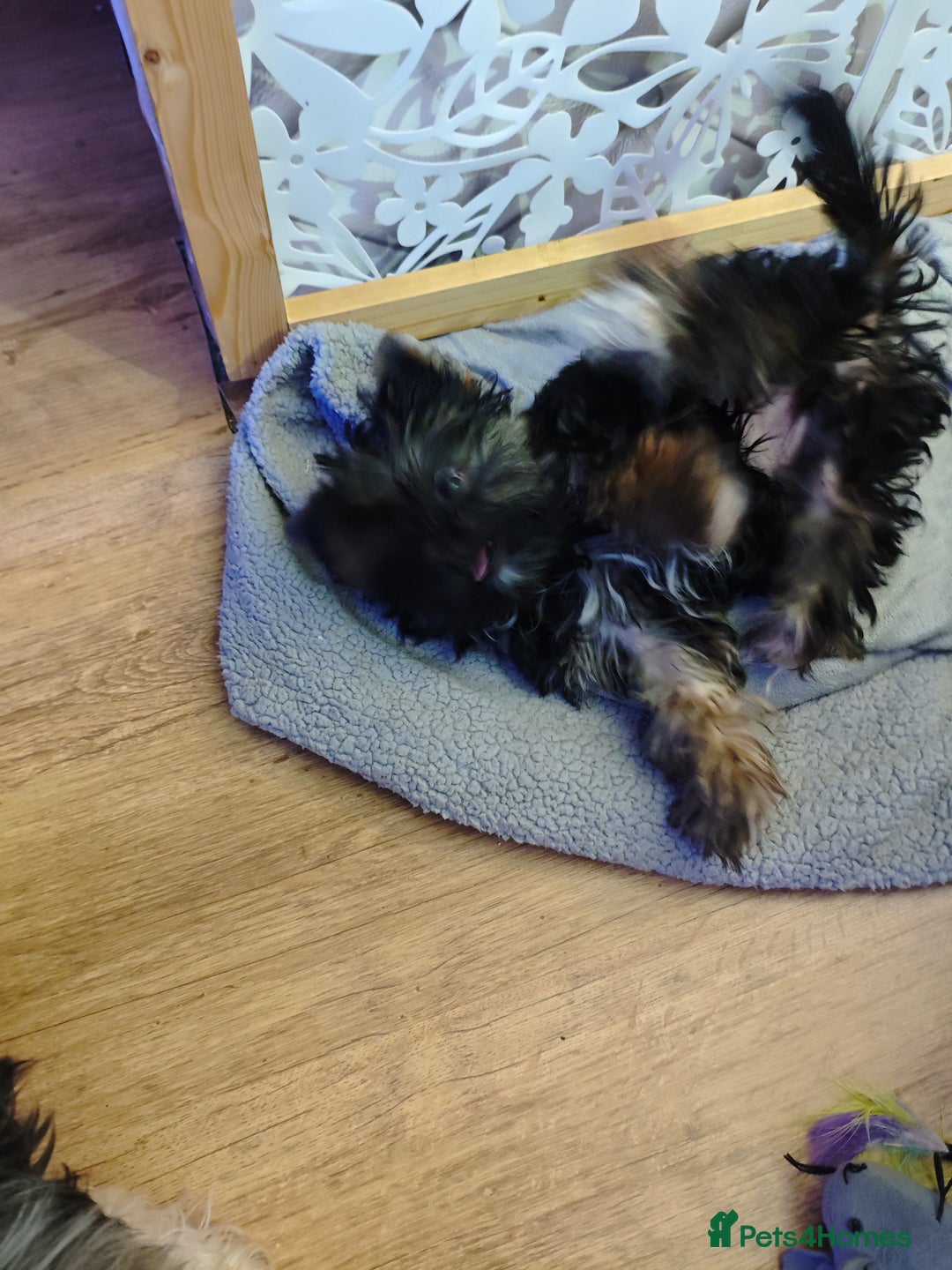 Yorkshire Terrier dogs for sale: wonderful Yorkshire girl - Advert 11