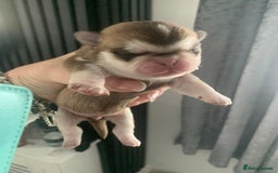 Pug dogs for sale: Husky pugs  - Image 4