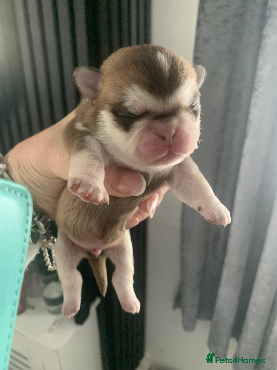 Pug dogs for sale: Husky pugs  - Image 4