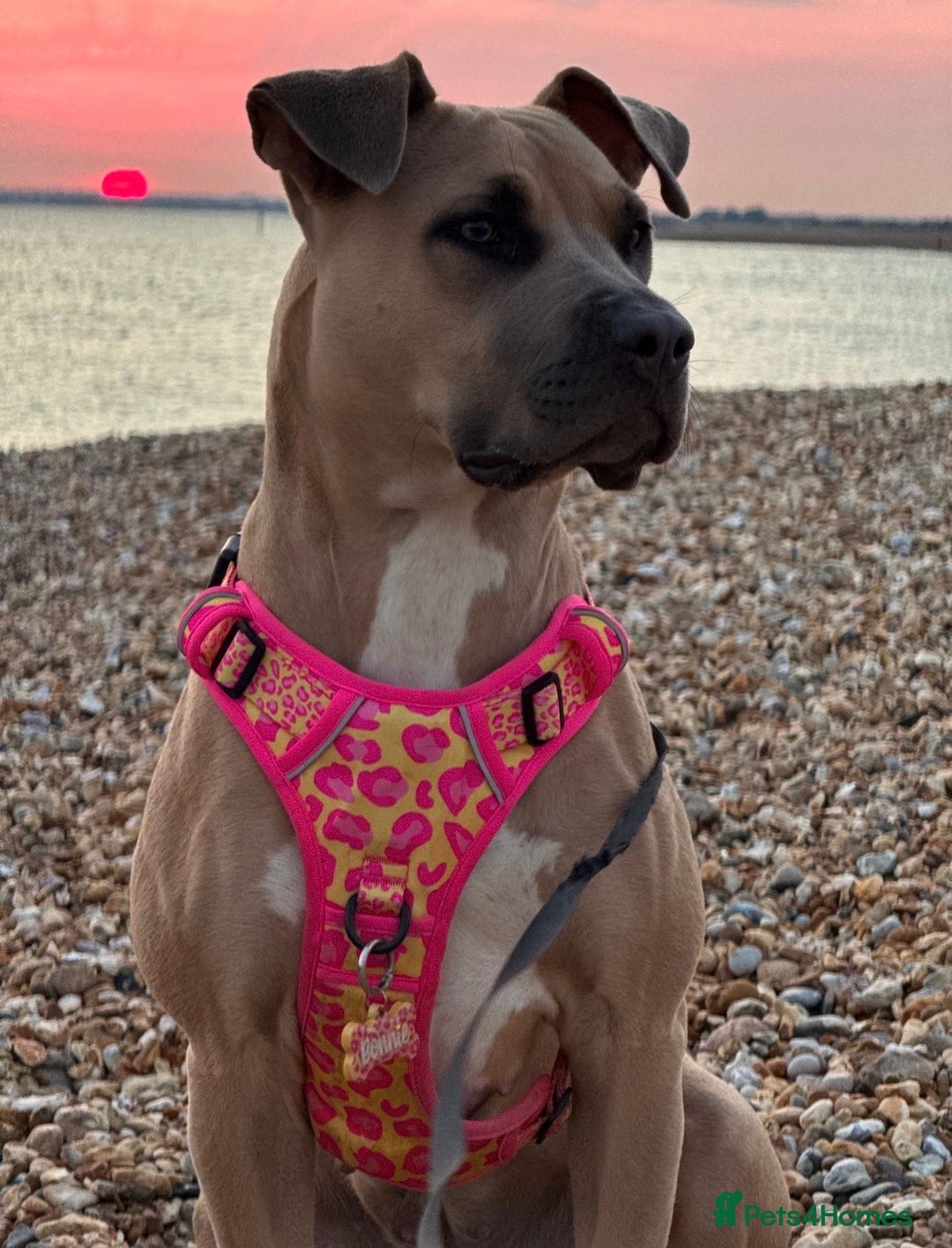 Mixed Breed dogs for sale: 🐾 BONNIE – LARGE BREED EXPERIENCE HOME NEEDED 🐾 - Advert 8