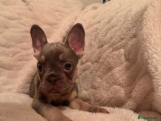 French Bulldog dogs French bulldog puppys - Advert 1