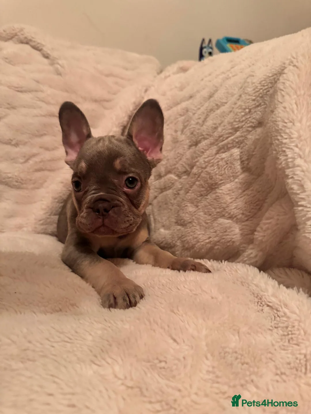 French Bulldog dogs for sale: French bulldog puppys - Advert 1