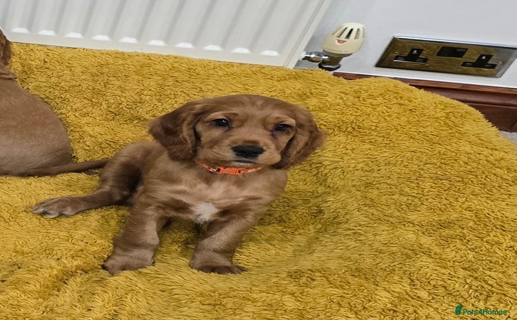 Cocker Spaniel dogs Cocker Spaniel Puppies  🐾 - Advert 13