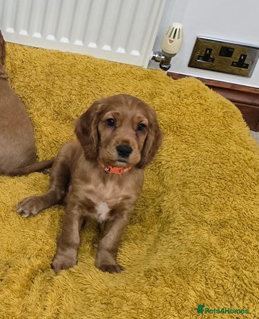 Cocker Spaniel dogs Cocker Spaniel Puppies 🐾 - Advert 9