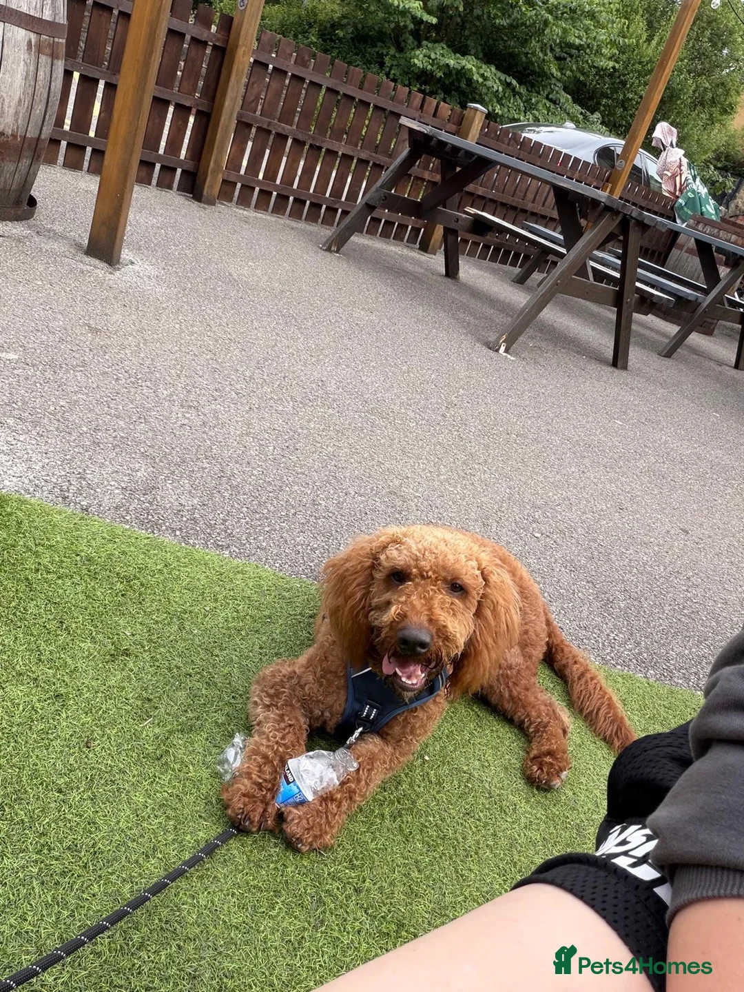 Goldendoodle dogs for sale: 10 month Double Goldendoodle Needs New Home in Sheffield - Advert 2