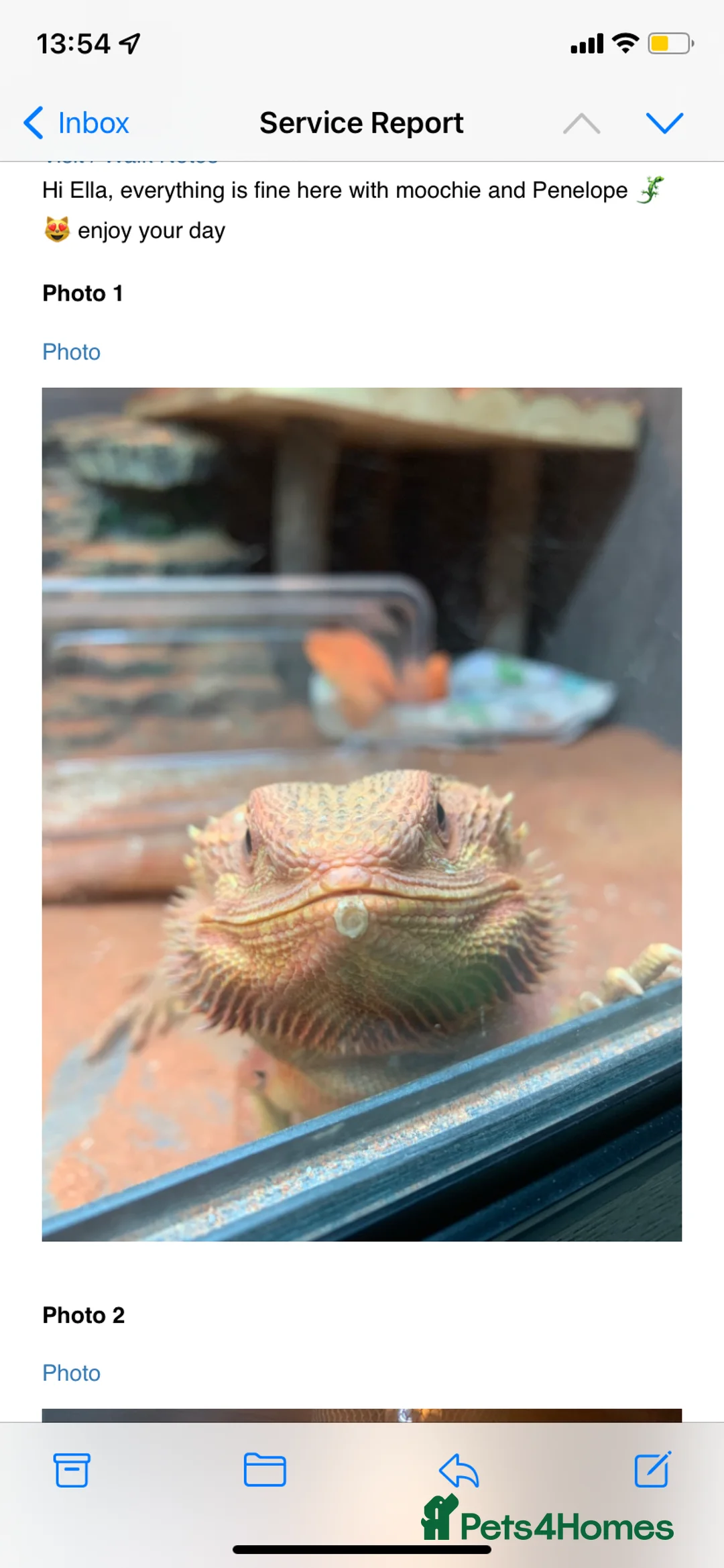 Bearded Dragon reptiles for sale: Red bearded dragon in Leigh-on-Sea - Advert 4
