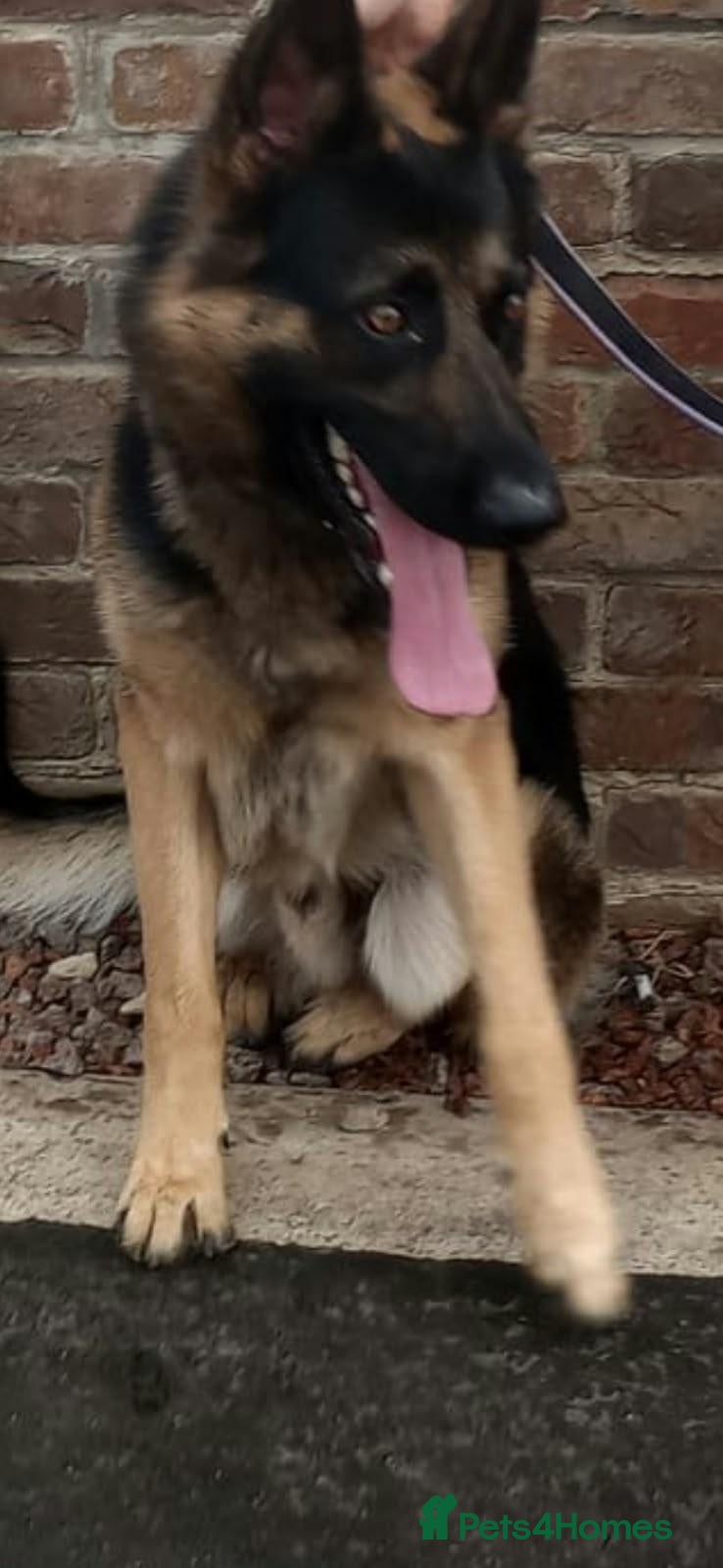 German Shepherd dogs Beautiful boy German Shepherd  - Advert 2