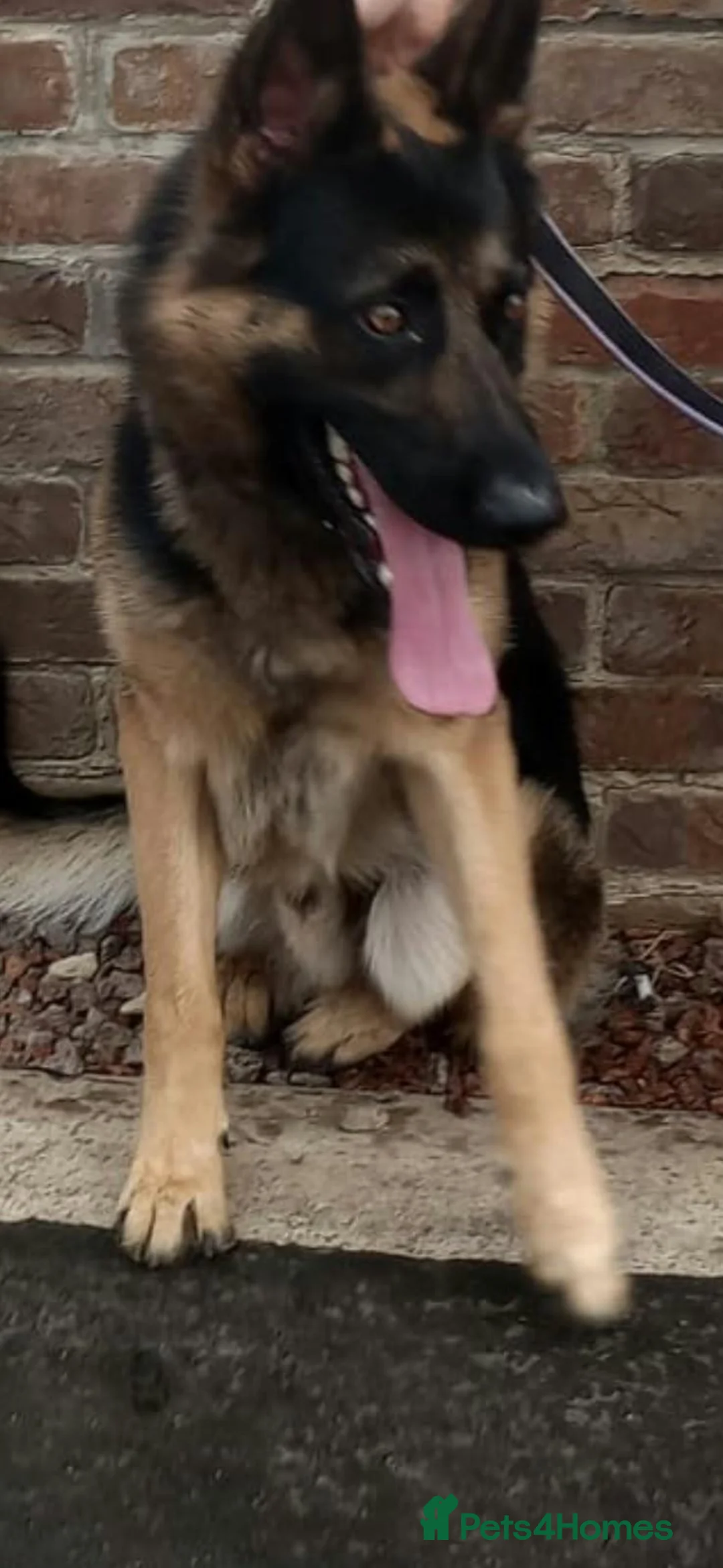 German Shepherd dogs for sale: Beautiful boy German Shepherd  in Spalding - Advert 1