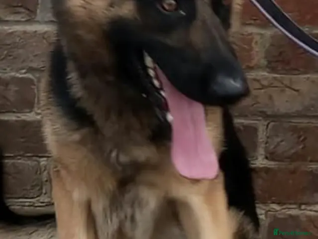 German Shepherd dogs Beautiful boy German Shepherd - Advert 1
