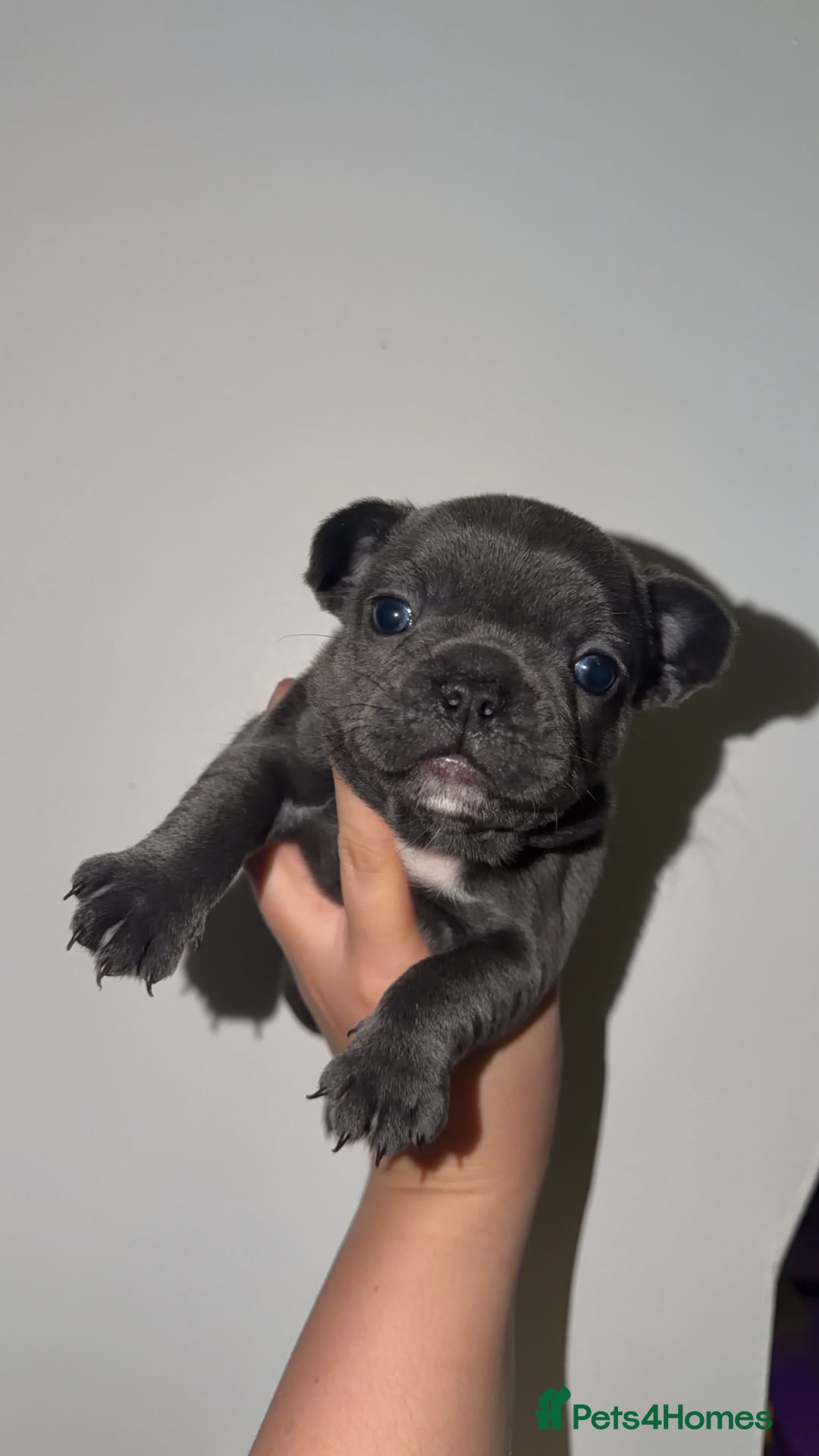 French Bulldog dogs for sale: Gorgeous Lilac, Pink Isabella, & Blue Frenchies - Advert 32