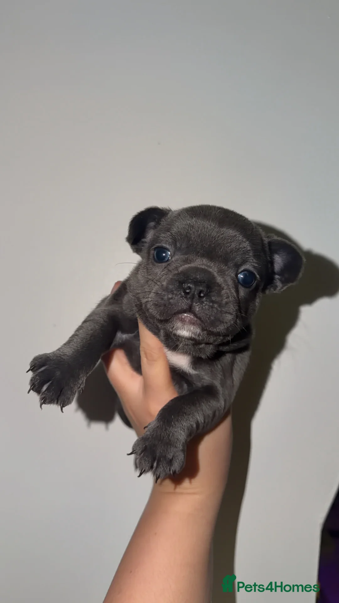 French Bulldog dogs for sale: Gorgeous Lilac, Pink Isabella, & Blue Frenchies - Advert 20
