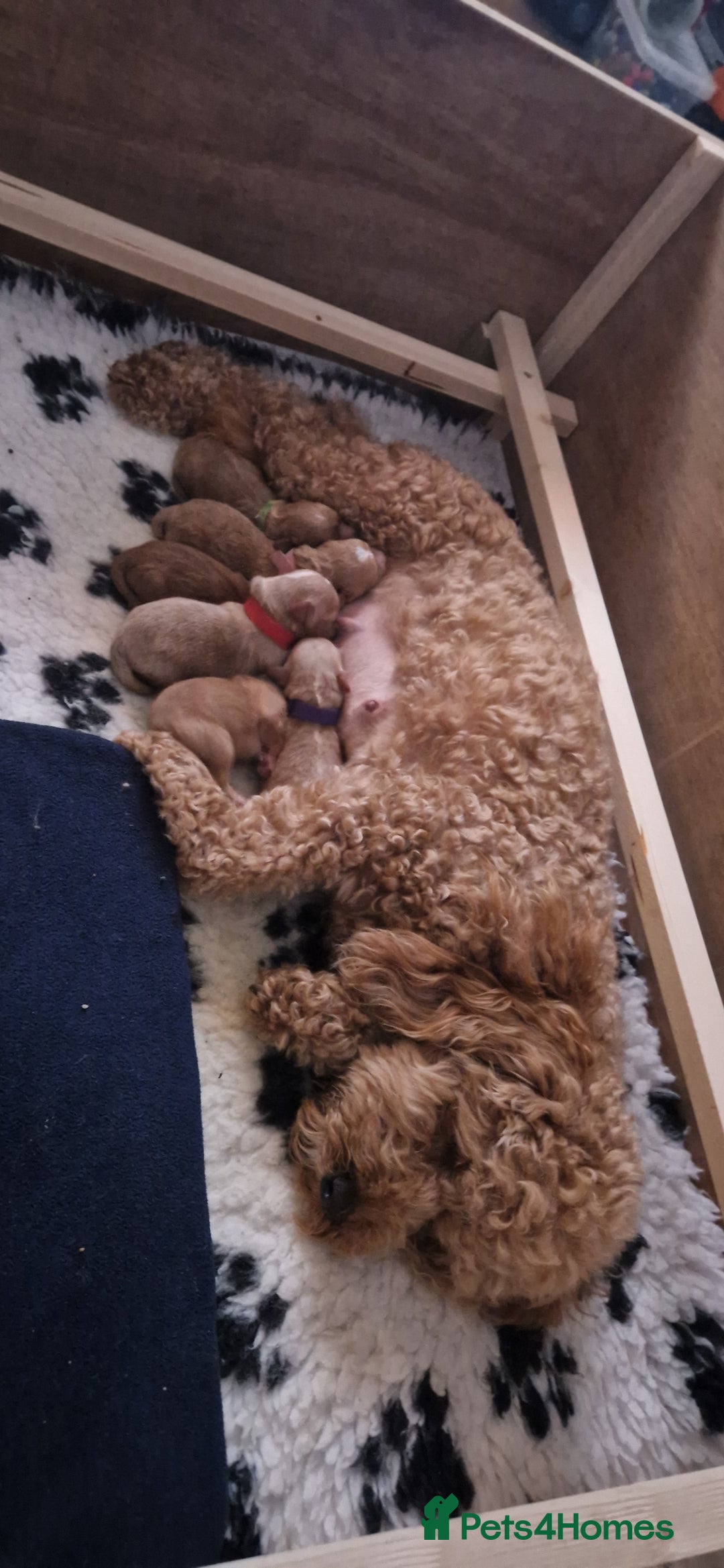 Cavapoo dogs for sale: Cavapoos  - Image 5