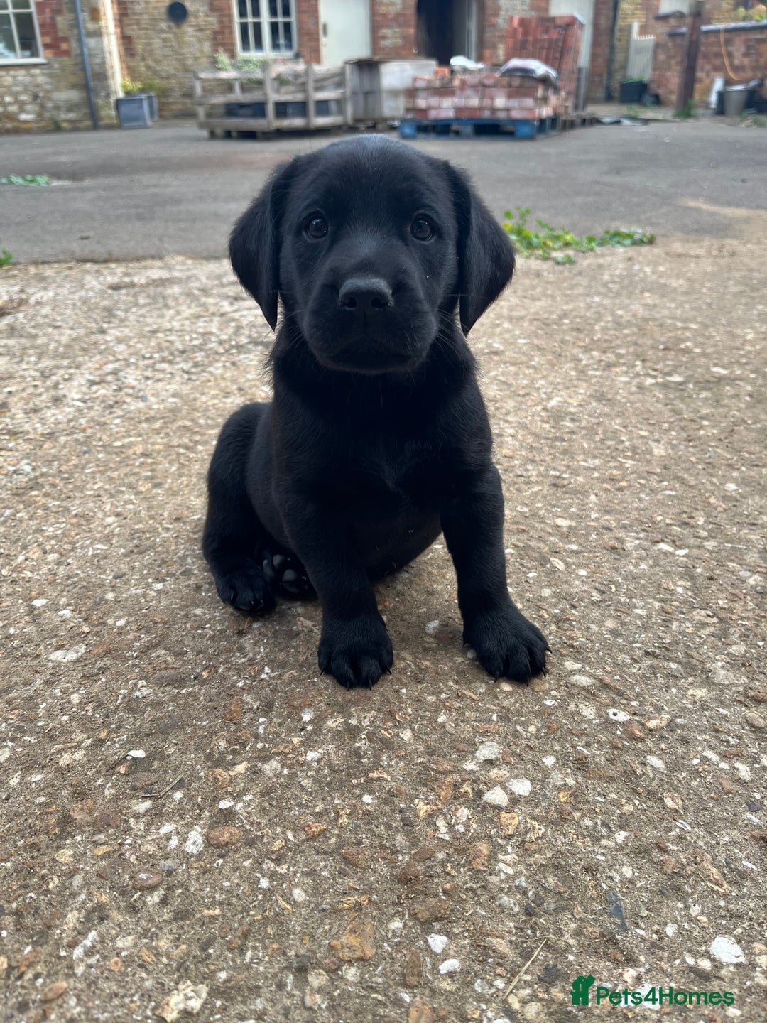 Labrador Retriever dogs for sale: Two Labrador Dog Puppies - black - Image 4