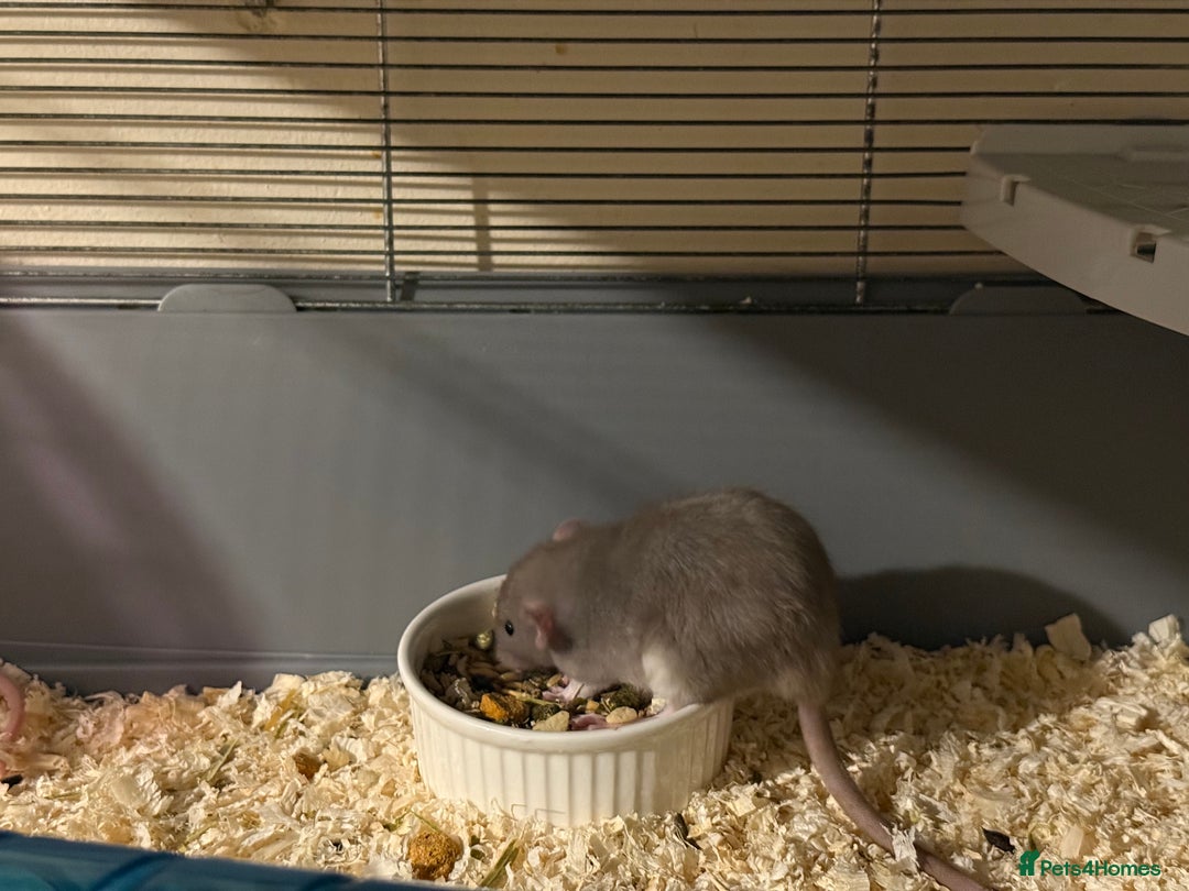 Rat rodents for sale: Adorable baby dumbo rats - Advert 6