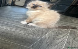 Ragdoll cats for sale: Amazing pure bred ragdolls  - Image 8