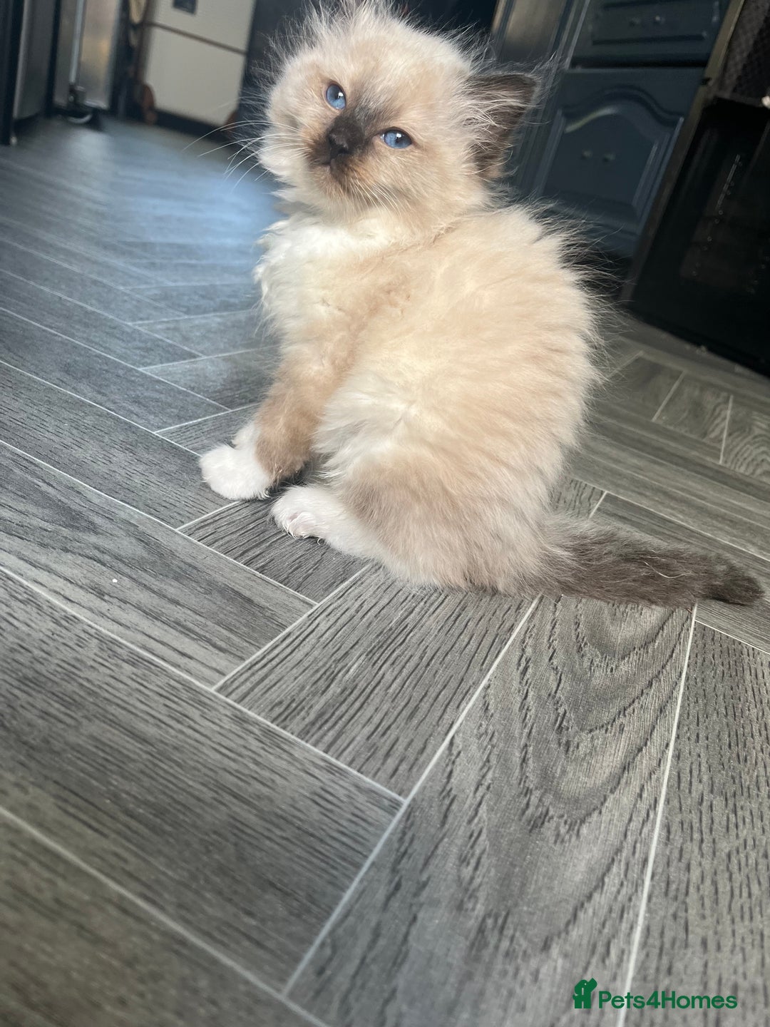 Ragdoll cats for sale: Amazing pure bred ragdolls  - Image 8