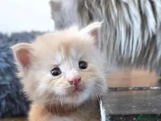 Maine Coon cats Maine coon pedigree kittens - Advert 4