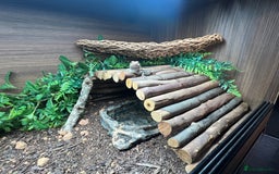 Bearded Dragon reptiles for sale: Bearded dragon and setup - Image 3