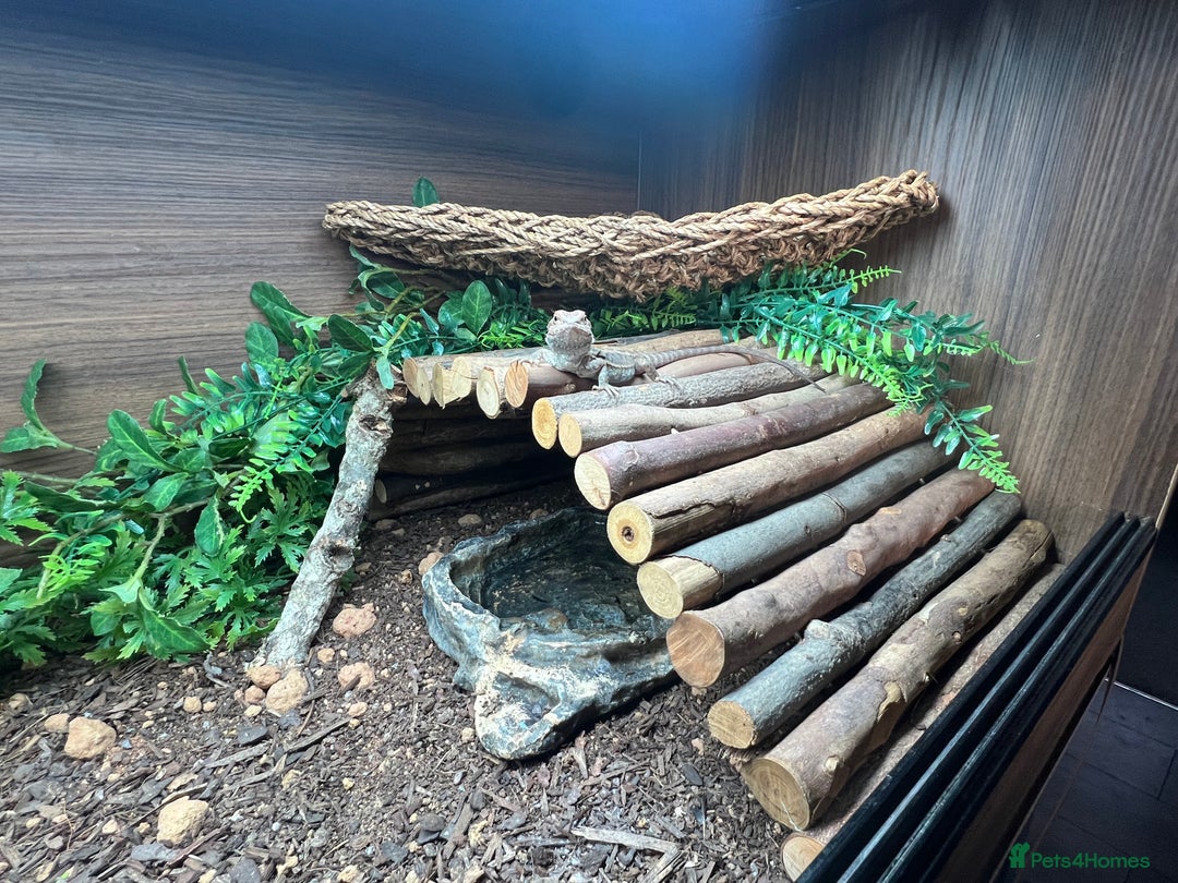 Bearded Dragon reptiles for sale: Bearded dragon and setup - Image 3