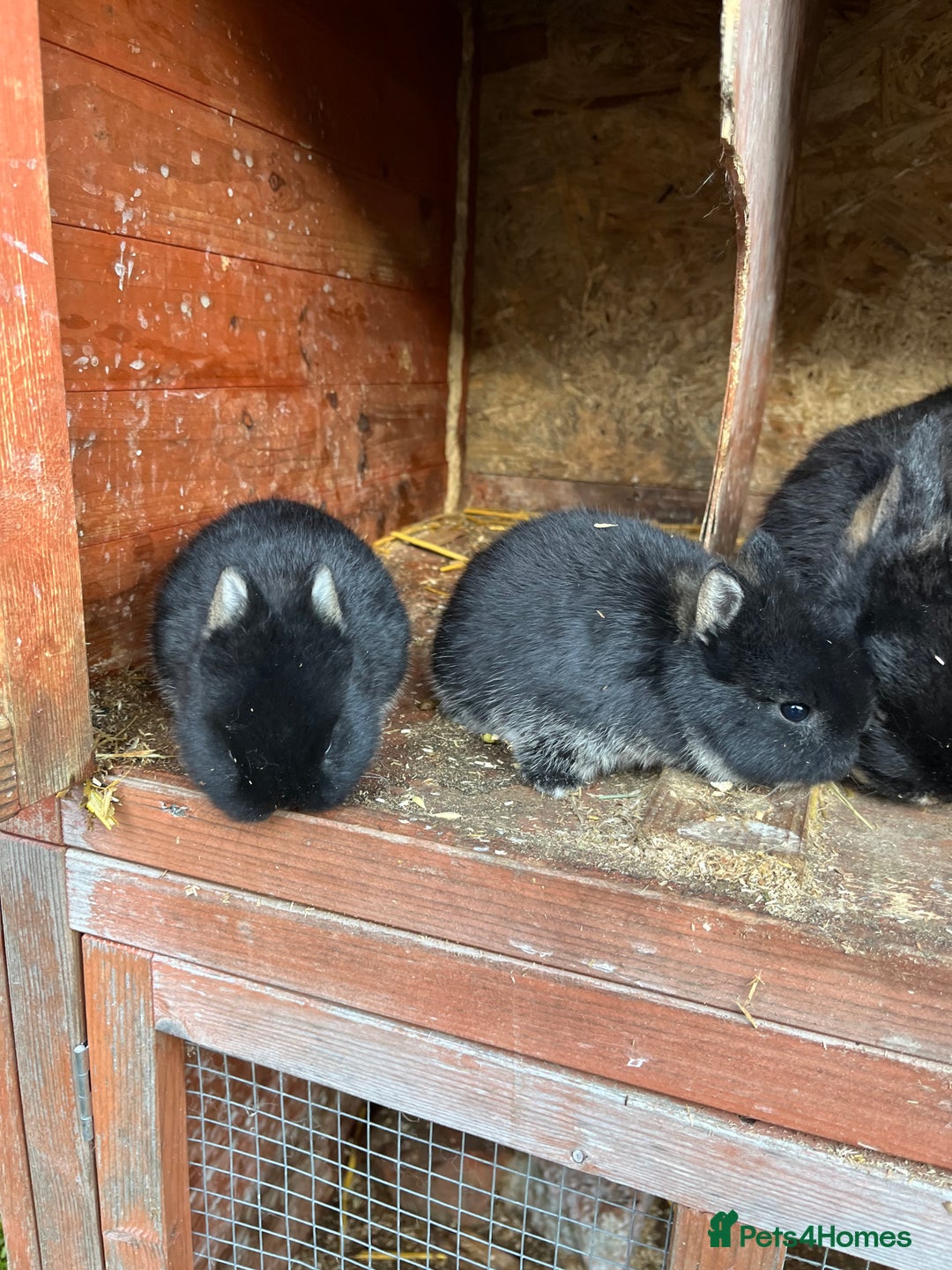 Netherland Dwarf rabbits for sale: Purebred Netherland dwarf babies.  - Advert 9