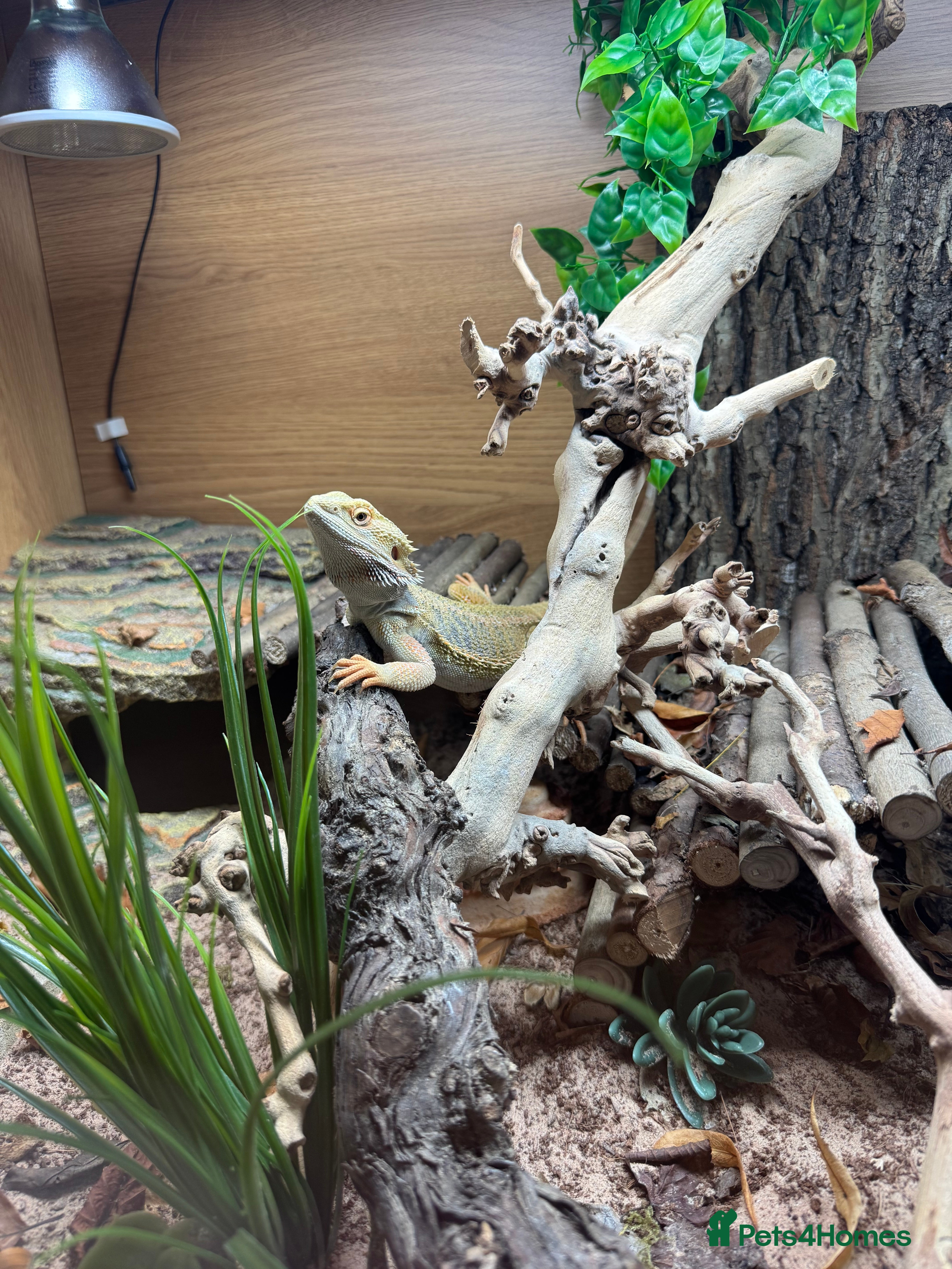 Bearded Dragon reptiles Bearded Dragon for Sale - Advert 1