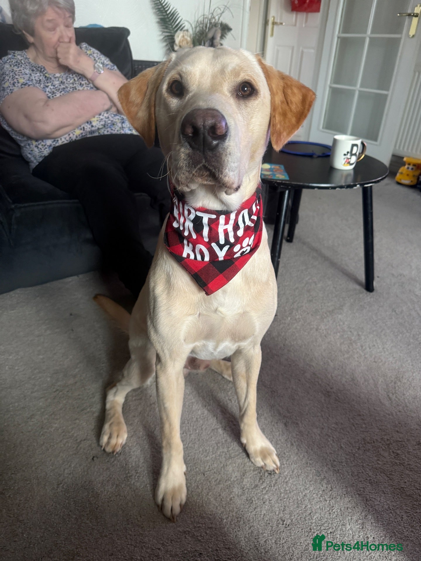 Labrador Retriever dogs Fully KC Registered Yellow Labrador for STUD - Advert 5