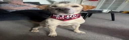 Labrador Retriever dogs for stud: Fully KC Registered Yellow Labrador for STUD in Dumfries - Advert 1