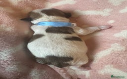 Shih Tzu dogs for sale: ⭐️Beautiful  Shih~Tzu puppies Ready 3rd October🐾 - Image 10
