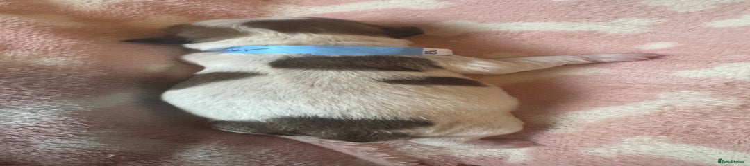 Shih Tzu Puppy 1