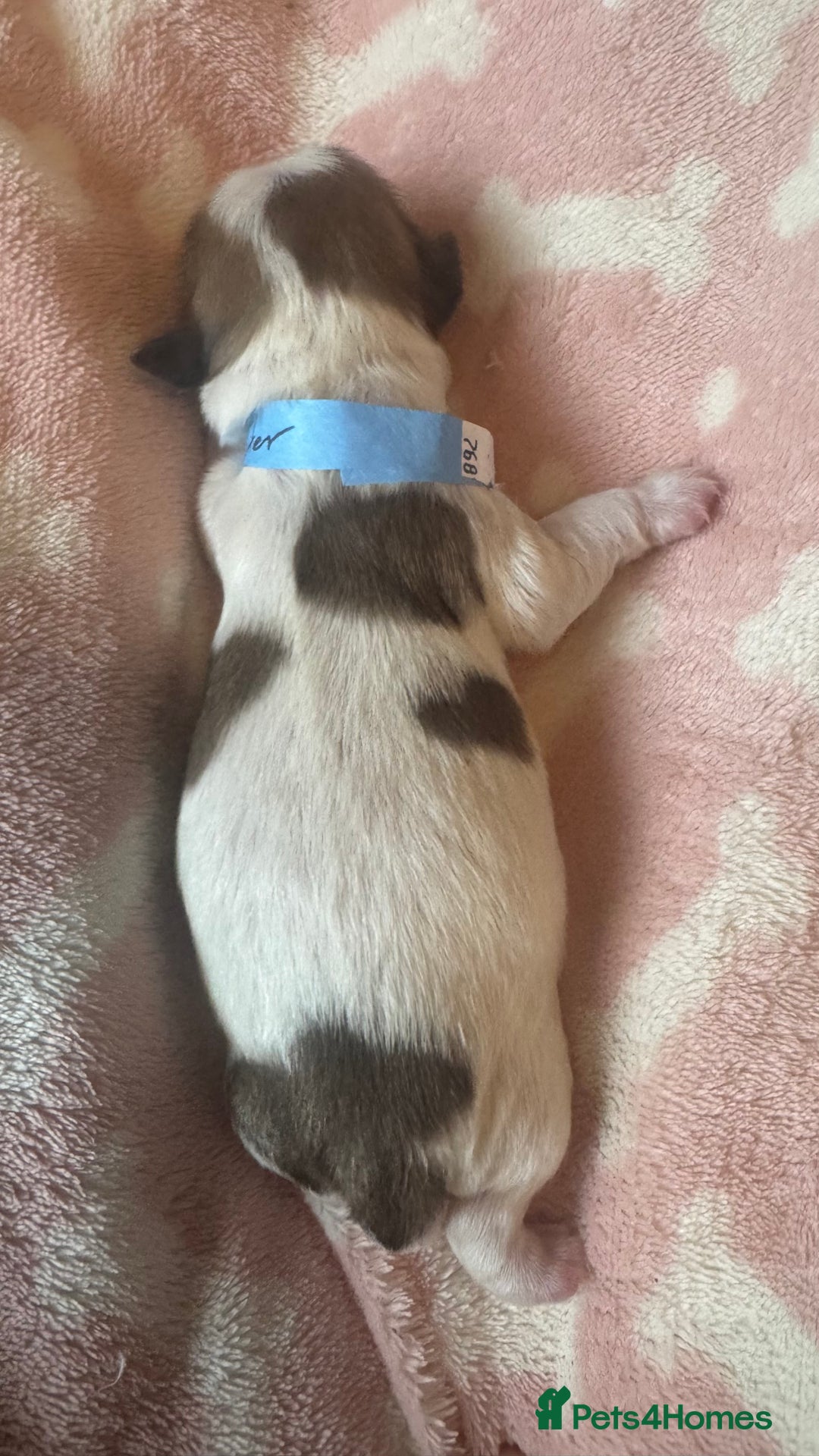 Shih Tzu dogs for sale: ⭐️Beautiful  Shih~Tzu puppies Ready 3rd October🐾 - Image 10