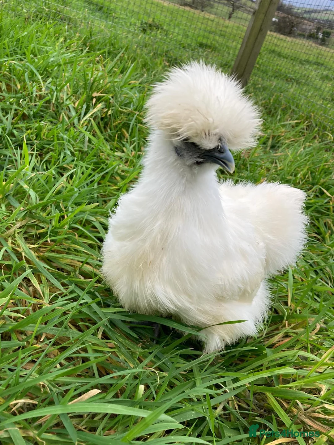 Chickens poultry for sale: Chickens for sale - Advert 1