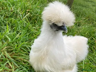 Chickens poultry Chickens for sale - Advert 2