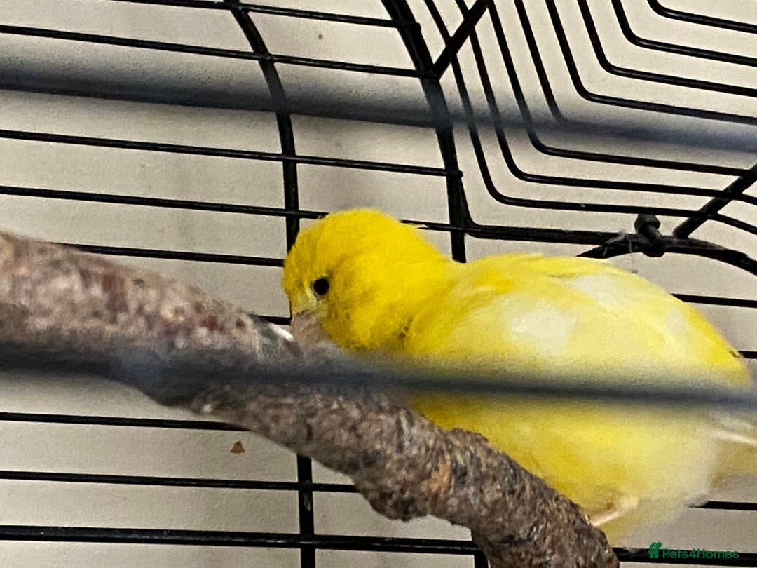 Canaries birds for sale: 5 canaries  - Image 9