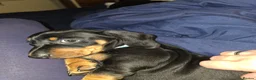 Dachshund dogs for sale: Stunning Standard Smooth hair Dachshund Puppies. - Advert 3