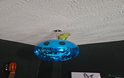 Ringnecks birds for sale: Indian Ringneck Parrot - Image 2