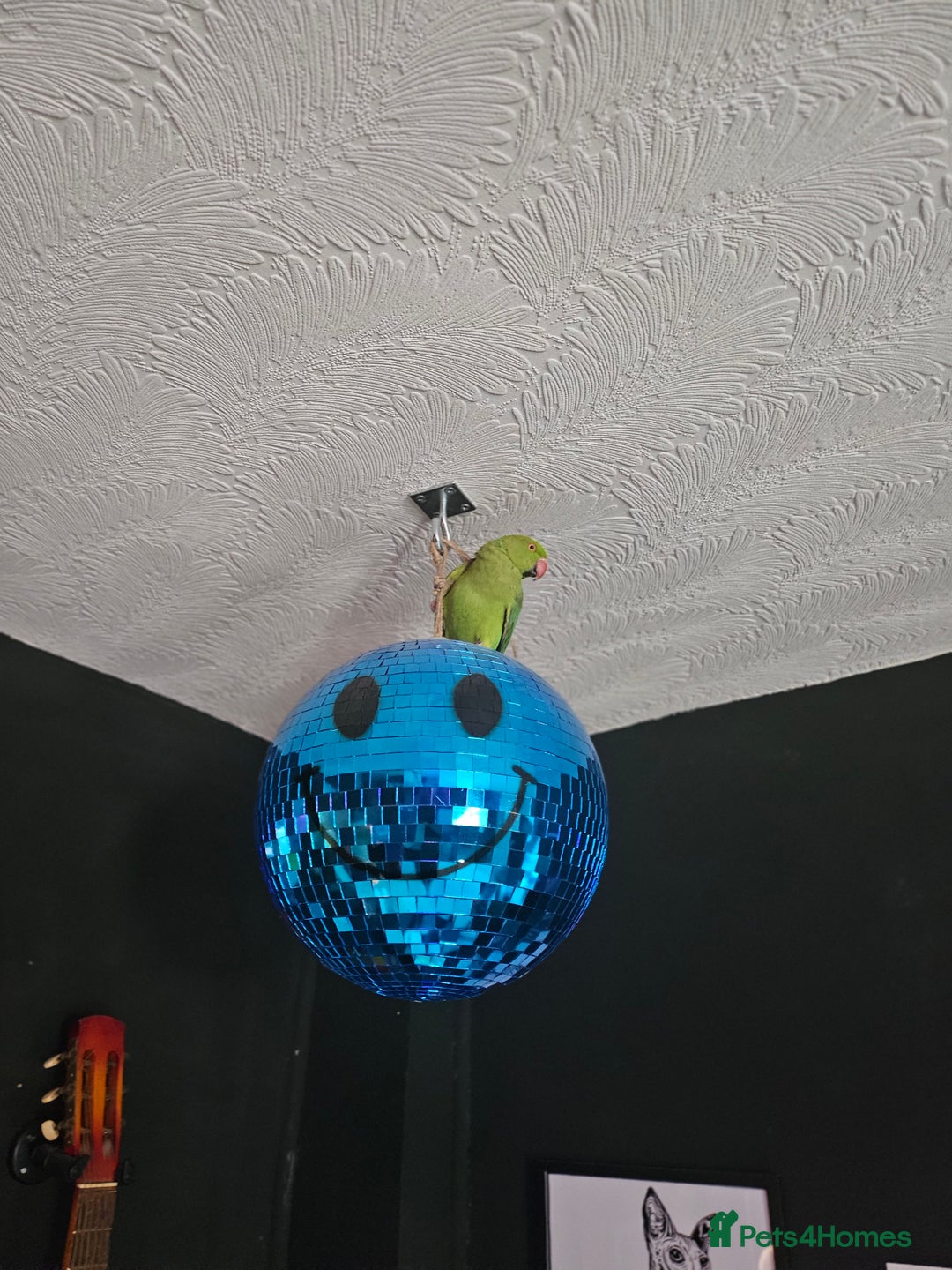 Ringnecks birds for sale: Indian Ringneck Parrot - Image 2