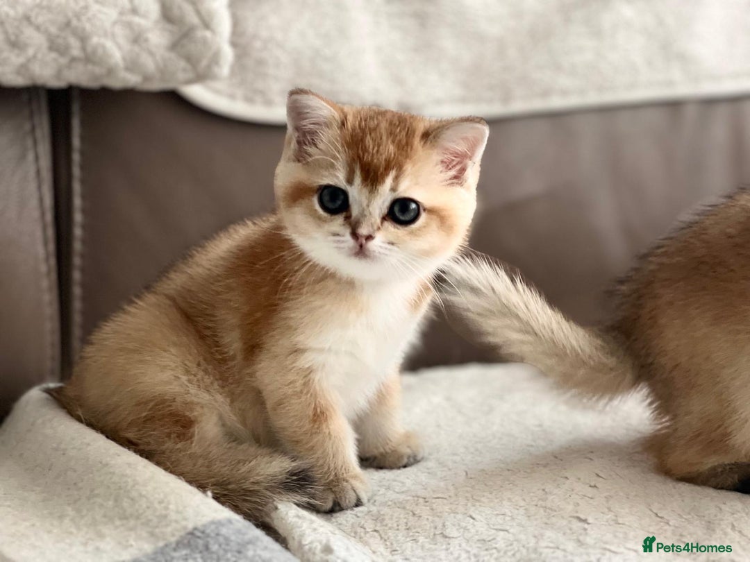 Scottish Fold cats for sale: Beautiful Scottish Straight/Fold Kittens - Image 4