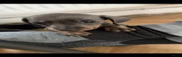 Dachshund dogs for sale: Dachshund Puppies - Advert 22