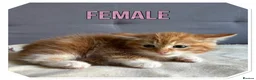 American Shorthair cats for sale: Beautiful Ginger kittens - READY FOR NEW HOMES! - Advert 5